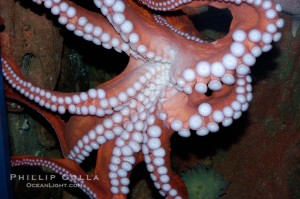 Giant Pacific octopus